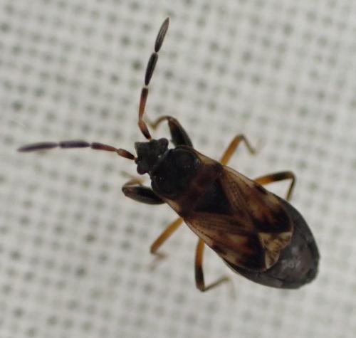 Réf. 261 535 : Scolopostethus sp.